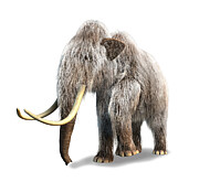 3-D rendering of a Woolly Mammoth, white background. Drawing by Leonello Calvetti/Stocktrek Images
