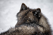 Discovery Center Wolves #3 Photograph by Julie Argyle