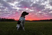 German Shorthaired Pointer #3 Photograph by Brook Burling