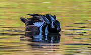 Hooded Merganser #3 Photograph by Jerry Cahill