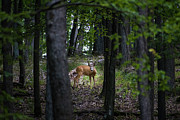 In the forest #3 Photograph by Robert Grac