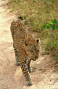 Leopard #1 Photograph by Richard Krebs Leopard #1 Photograph by Richard Krebs