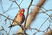 Purple Finch #3 Photograph by Brook Burling