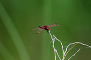 Red Saddlebag Dragonfly #3 Photograph by Brook Burling