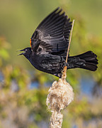 Red-wing Blackbird #3 Photograph by Mark Mille Red-wing Blackbird #3 Photograph by Mark Mille