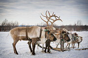 3 Reindeers Photograph by AndreyTTL