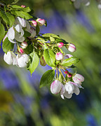 Spring Blossoms #3 Photograph by Mark Mille Spring Blossoms #3 Photograph by Mark Mille