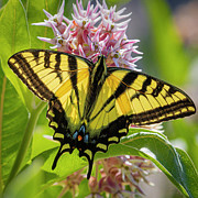 Swallowtail #3 Photograph by Mark Mille Swallowtail #3 Photograph by Mark Mille