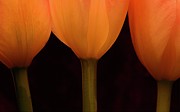 3 Tulips Photograph by Julie Powell