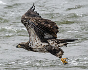 Young Bald Eagle #3 Photograph by Alan Moore Young Bald Eagle #3 Photograph by Alan Moore