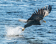 Bald Eagle #30 Photograph by Alan Moore Bald Eagle #30 Photograph by Alan Moore