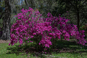 Southern Spring along the Ashley River Photograph by Dale Powell Southern Spring along the Ashley River Photograph by Dale Powell