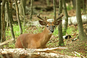 Whitetail Buck #31 Photograph by Brook Burling