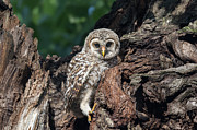 Minutes After Fledging Photograph by Puttaswamy Ravishankar Minutes After Fledging Photograph by Puttaswamy Ravishankar