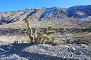 Death Valley National Park #33 Photograph by Jonathan Babon