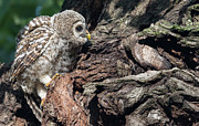 Barred owl #10 Photograph by Puttaswamy Ravishankar Barred owl #10 Photograph by Puttaswamy Ravishankar
