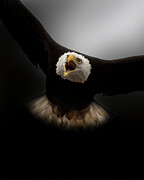 Bald Eagle #36 Photograph by Alan Moore Bald Eagle #36 Photograph by Alan Moore