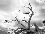Bristlecone Bones Photograph by Joe Schofield