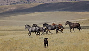Wild Horses #38 Photograph by Laura Terriere Wild Horses #38 Photograph by Laura Terriere