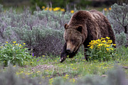 399 Looking For Biscuit Weed Photograph by Rudy Viereckl