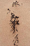 Atlantic Coast Abstract #5 Photograph by Shankar Adiseshan