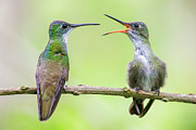 Azure-crowned Hummingbird #4 Photograph by Adam Rainoff