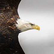 Bald Eagle  #4 Photograph by Alan Moore