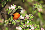 Baltimore Oriole #4 Photograph by Brook Burling