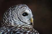 Barred Owl #4 Photograph by Brad Bellisle