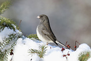 Dark Eyed Junco #4 Photograph by Brook Burling