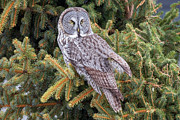 Great Gray Owl #4 Photograph by Paul Schultz Great Gray Owl #4 Photograph by Paul Schultz