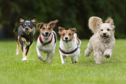 4 Little dogs running in a row. Photograph by @Hans Surfer