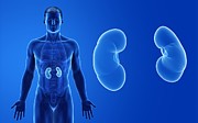 Male kidneys, illustration #4 Drawing by Sebastian Kaulitzki/science Photo Library