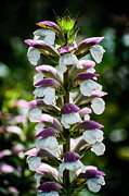 Nature Art #4 Photograph by Robert Grac Nature Art #4 Photograph by Robert Grac