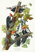 Pileated Woodpecker #4 Drawing by John James Audubon