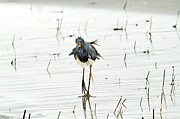 Tri-Colored Heron #4 Photograph by Photobuphs Nature Photography