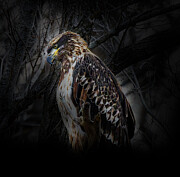 Young Bald Eagle #4 Photograph by Alan Moore Young Bald Eagle #4 Photograph by Alan Moore