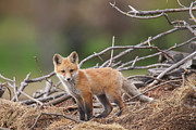 Fox Kit #41 Photograph by Brook Burling