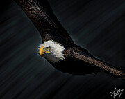 Bald Eagle #42 Photograph by Alan Moore Bald Eagle #42 Photograph by Alan Moore