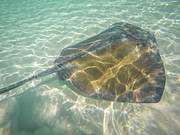 Princess Cays Bahamas #42 Photograph by Paul James Bannerman