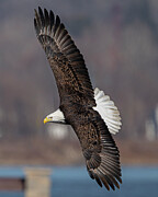 Bald Eagle #43 Photograph by Alan Moore Bald Eagle #43 Photograph by Alan Moore