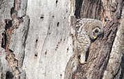 Baby Barred owl #2 Photograph by Puttaswamy Ravishankar Baby Barred owl #2 Photograph by Puttaswamy Ravishankar