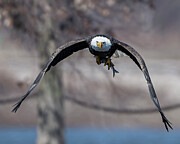 Bald Eagle #44 Photograph by Alan Moore Bald Eagle #44 Photograph by Alan Moore