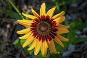 Vibrant Gerb Daisy_4545 Photograph by Linda Triplett