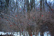 Cardinals Galore #46 Photograph by PJQandFriends Photography