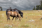 Wild Horses #48 Photograph by Laura Terriere Wild Horses #48 Photograph by Laura Terriere