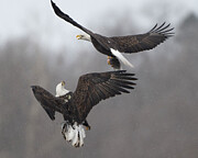 Bald Eagles #5 Photograph by Alan Moore