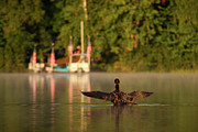 Common Loon #5 Photograph by Brook Burling