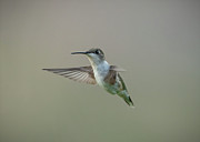 Hummingbird  #5 Digital Art by Holden The Moment