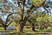 Mansfield Planation, Georgetown, South Carolina #5 Photograph by Dawna Moore Photography